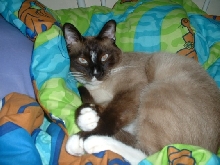Smokey the Siamese