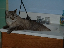 Duke The Siamese