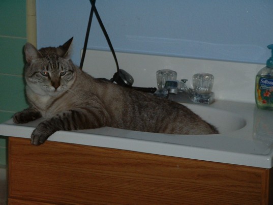 Duke The Siamese