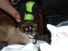 Smokey in Goofy ears
