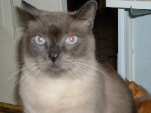 Sammy