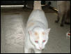 Tiger the Cat