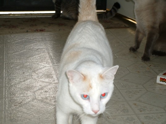 Tiger the Cat