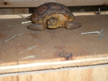 Mort the Tort