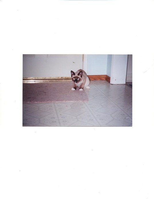 Smokey as Kitten