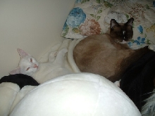 Brothers