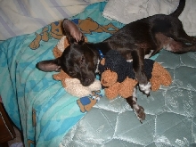 TJ the Chihuahua