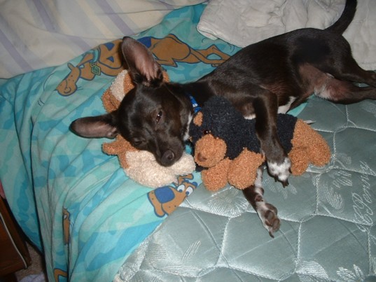 TJ the Chihuahua