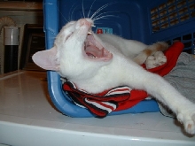 Tiger Yawning