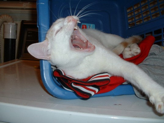 Tiger Yawning