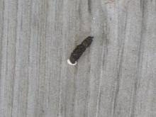 scat