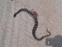 hognose