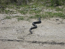 unknown snake
