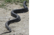 unknown snake