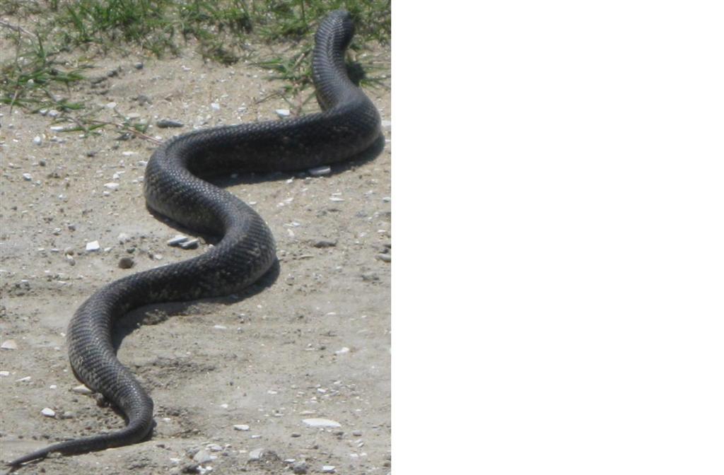 unknown snake