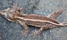 Brown Stripe Gargoyle Gecko