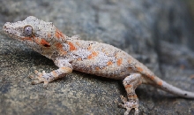 2009 Orang Blotch Gargoyle Gecko
