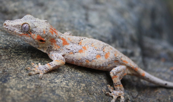 2009 Orang Blotch Gargoyle Gecko