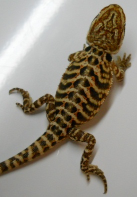 BaskNDragons