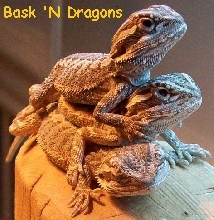 Bask