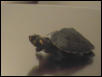 YSAR Turtle 02