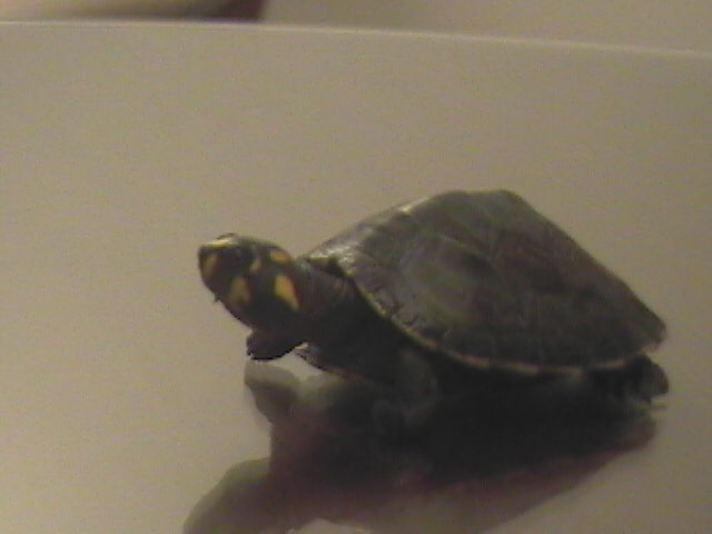 YSAR Turtle 02