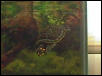 YSARTurtle