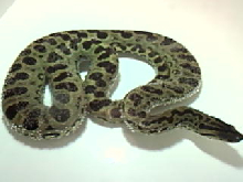 greenXyellow 2nd generation anaconda hybrid