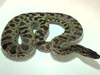 greenXyellow 2nd generation anaconda hybrid