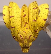11-16 5/6/15