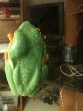 RETF Back View