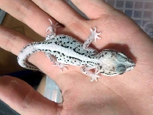 Very White Anery Paroedura picta