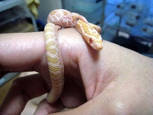 albino emory rat snake 2010 C.B.