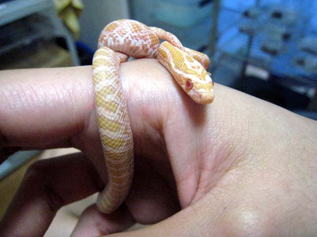 albino emory rat snake 2010 C.B.