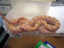 albino emory rat snake 2010 C.B.