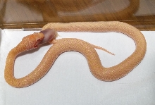Albino chocolate emory (Golden)