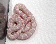 snow emory rat snake