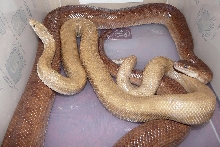 odd maurus 3
