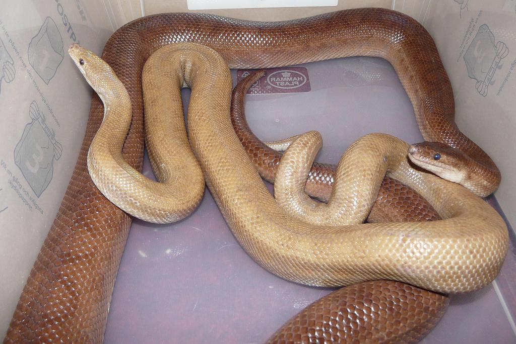 odd maurus 3