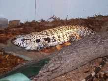 blue tegu