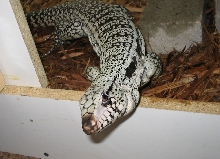 blue tegu