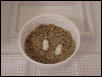 My 1st ever Leopard eggs 2/26/02