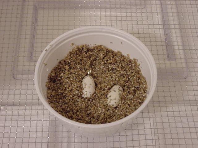 My 1st ever Leopard eggs 2/26/02
