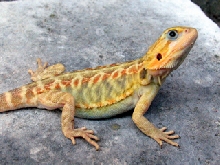 trans leather het hypo 1