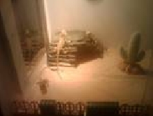 my bearded dragons
