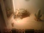 my bearded dragons