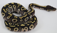 Mojave