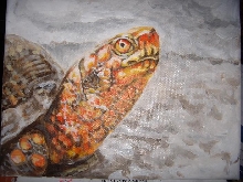 Eastern Box Turtle, acrylic painting, Terrapene carolina