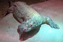 Komodo Dragon