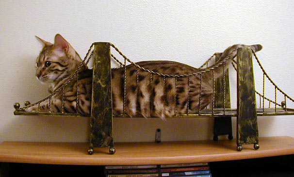 BIG Kitty